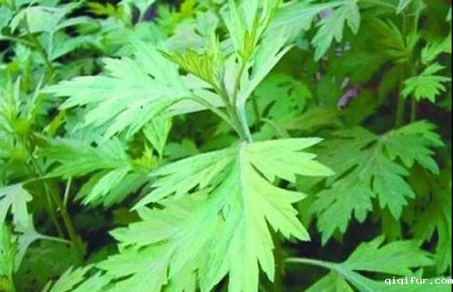 米兰下载APP的使用方法